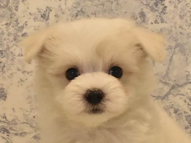 千葉県のマルチーズ (ペッツワン幕張店/2025年3月24日生まれ/男の子/ホワイト)の子犬